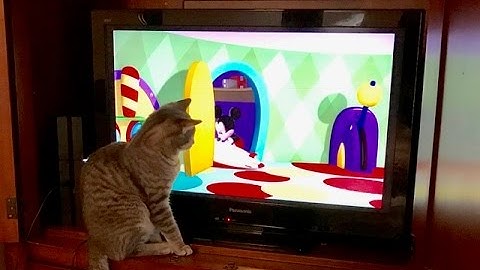 Cat attacks TV (Mickey Mouse)