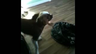 Molly The Tyjealous King Charles Spaniel