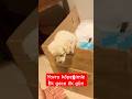 #günaydın #köpek #thedog #dog #köpekyavrusu #köpeksahiplenmek #köpekler #hayvanlar #hayvanhakları