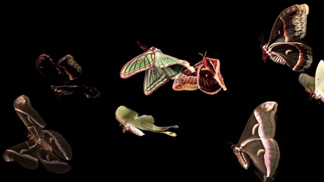 Les Deux Love Orchestra The Moth The Flame