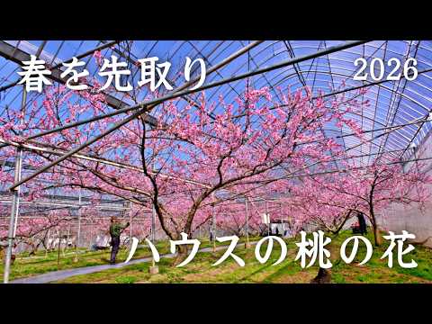 癒しの絶景】一足早い春の訪れ🌸ハウスで咲き誇る桃の花｜Peach