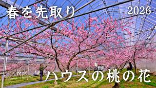 癒しの絶景】一足早い春の訪れ🌸ハウスで咲き誇る桃の花｜Peach