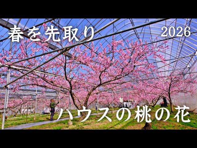 癒しの絶景】一足早い春の訪れ🌸ハウスで咲き誇る桃の花｜Peach