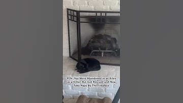 From Abandoned to Adored: The Cat Who Found Love #cat #shorts
