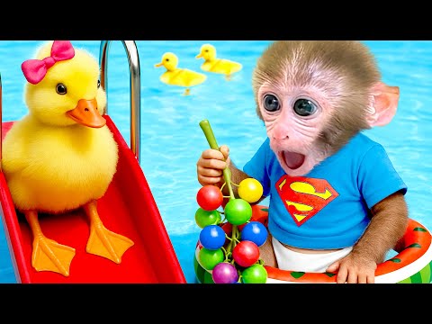 Baby monkey BonBon eats breakfast and works out hard on the treadmill - HT Animal World