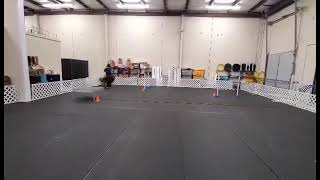 Jackdaw de Rossi AKC Agility Virtual ACT (1/2) - 100 Points *PERFECT RUN*