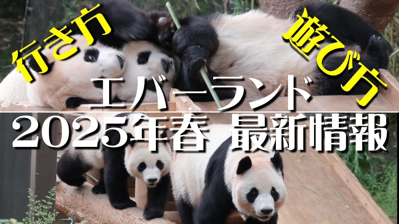 エバーランド　フバオ　バオファミリー　バッテリー 韓国で大人気🐼 バオファミリーに会いたくて💘 - YouTube