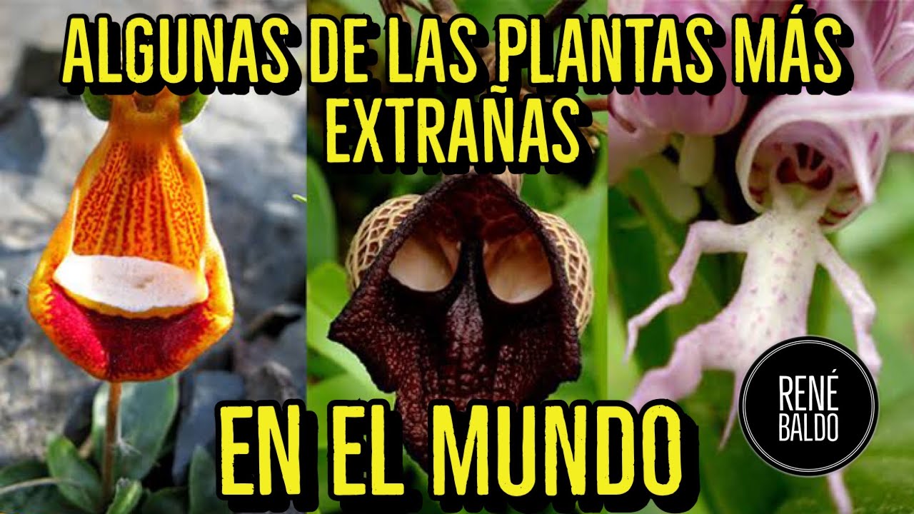 ALGUNAS DE LAS PLANTAS MÁS EXTRAÑAS DEL MUNDO - YouTube