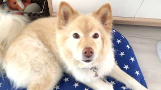 Talking dog !! Hello, I love You by SHIBA FR 36,729 views 7 years ago 50 seconds