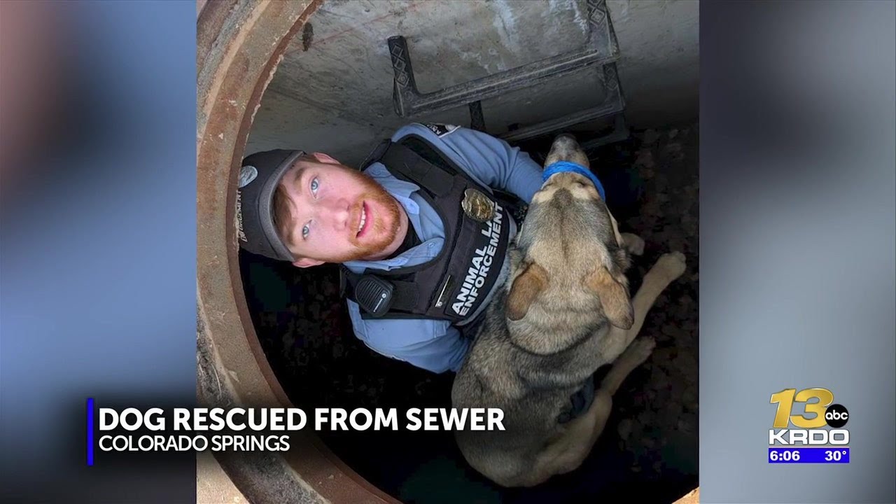 Dog reunited with family after being rescued from storm drain