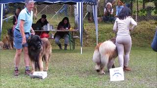 Open Male winner Leonberg 2017 by sharon springel 728 views 6 years ago 2 minutes, 9 seconds
