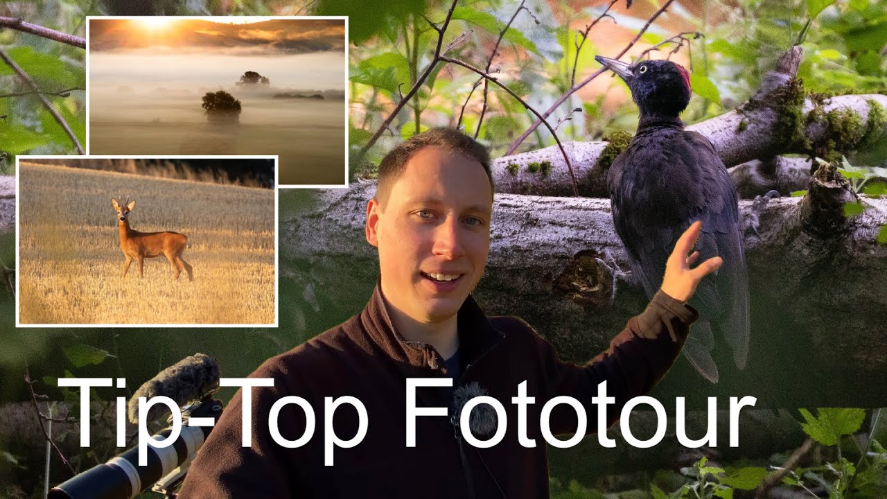 Der Schwarzspecht bei der Arbeit