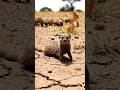 Meet the Babies of Africa's BRAVEST Species!