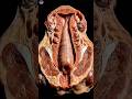 Inside View: How the Male Reproductive System Actually Works