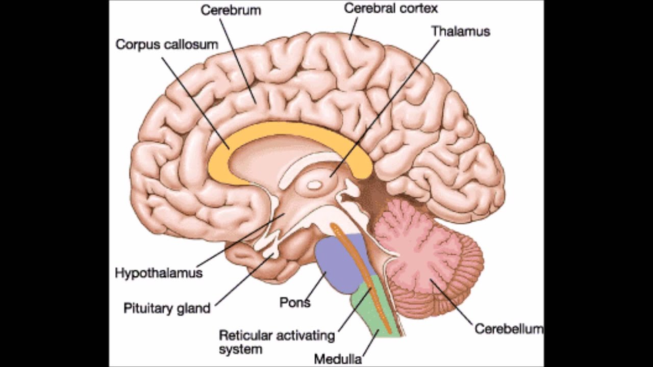 Brain structure. Головной мозг. Головной мозг анатомия. Кортекс головной мозг. Гипоталамус и мозжечок.