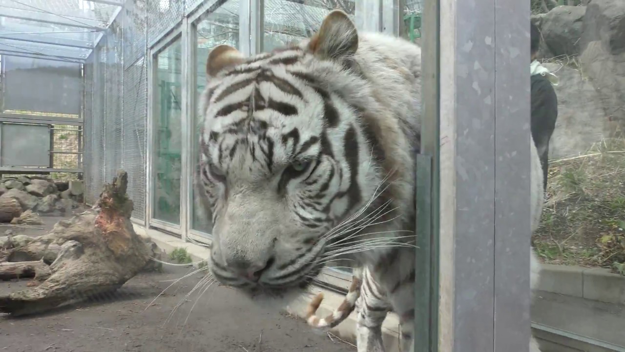 White tiger (Izu Animal Kingdom, Shizuoka, Japan) March 17, 2018