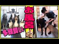 友達が超大型犬のお風呂入れたら【大惨事】‼︎w