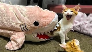 The Funniest Cat Videos on the Internet 🤣🐱 #1