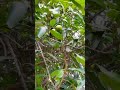 baramahi mango plant 😍😍 #shorts #mango #virl #reel #surajkumbhare
