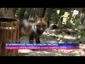 В Челябинской области спасли лисенка