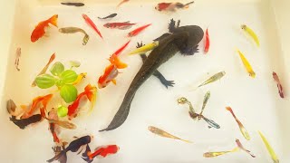 Amazing Catch Radtang & Colorful Surprise Eggs, Axolotl, Goldfish, Ornamental Fish, Ranchu Fish, Koi