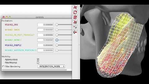 Finite-Element Simulation of the Masseter Muscle in ArtiSynth