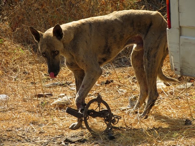 Street dog's foot caught in deadly trap. Watch his rescue with a tissue! -  YouTube