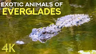 Exotic Animals of Florida - Alligators, Manatees & Turtles - 4K Everglades National Park Documentary by Animals and Pets 1,197 views 9 months ago 1 hour, 28 minutes