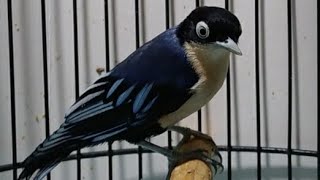 Doraemon breeding bird price || bird breeding material