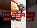 How to keep your pets healthy and strong. #pets #petshorts #dog #petlife