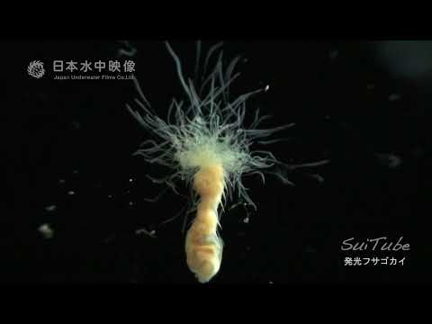 Bioluminescent Polychaeta worm flashing violet light【Bioluminescence】