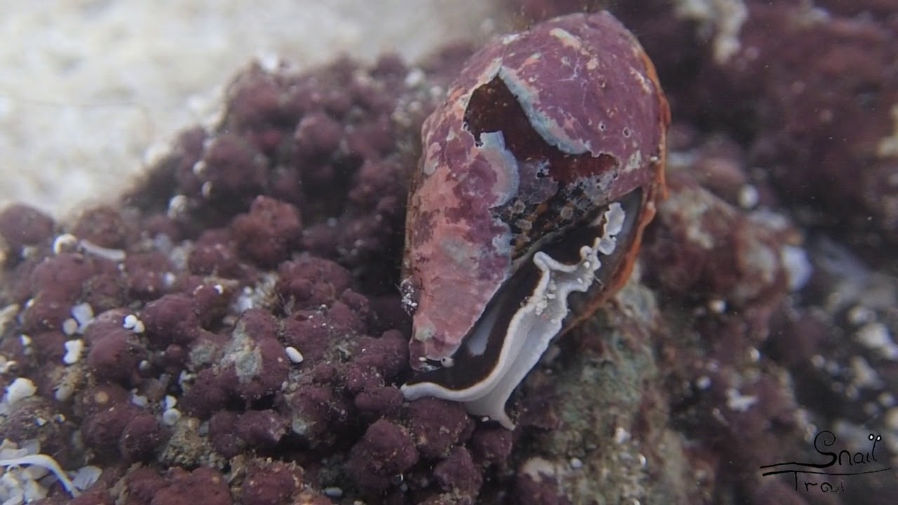 Mitra retusa - Blunted Mitre