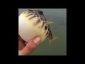 Pufferfish deflating sound