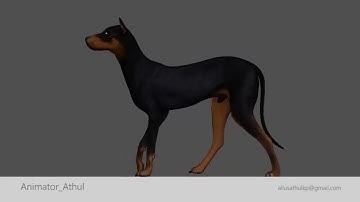 Creature Animation | Dog Walk&Run Cycles Study | maya 2018