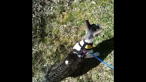 Harry Houdini out on a spring walk
