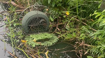 Chim mồi chạch ré một mắt ra trận kéo bổi như loa at100 mời cả nhà xem clip vv nhé