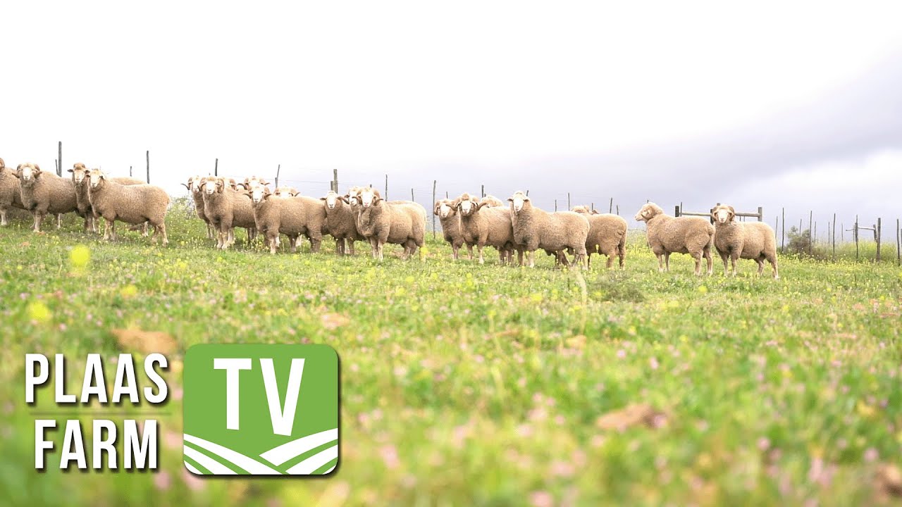 The Red Meat Industry Strategy 2030