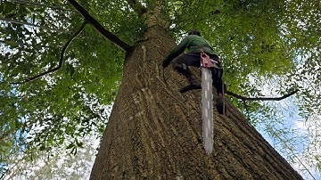 Cưa cây tràm bông vàng siêu to , Nhiều năm ở trong rừng . Cưa cây kỷ thuật cao 