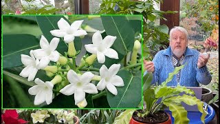 HOW TO SUCCESSFULLY GROW A MADAGASCAR JASMINE INDOORS (The Garden Daily No. 90) screenshot 2