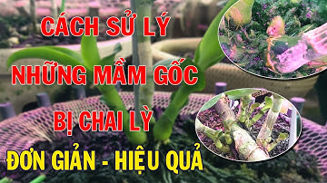 Hướng dẫn kích mầm gốc bị chai lỳ không nên đươc l Vườn Lan Hoạt Quỳnh