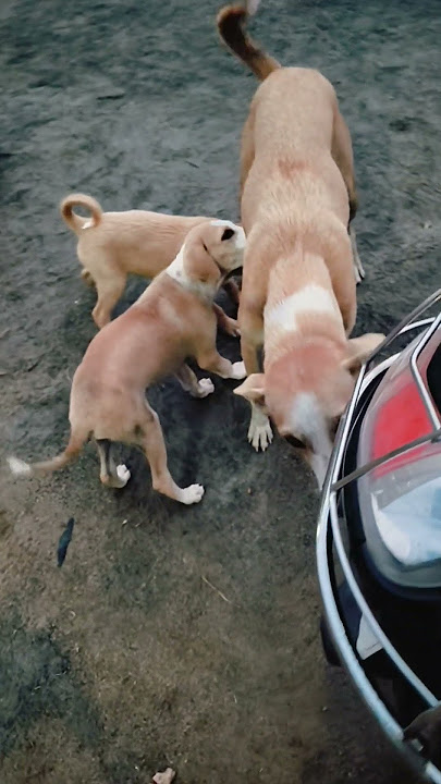 🥺Time sari illa pola😭#reels#trending#feed#shorts#viral#videi#puppi#shorts₹