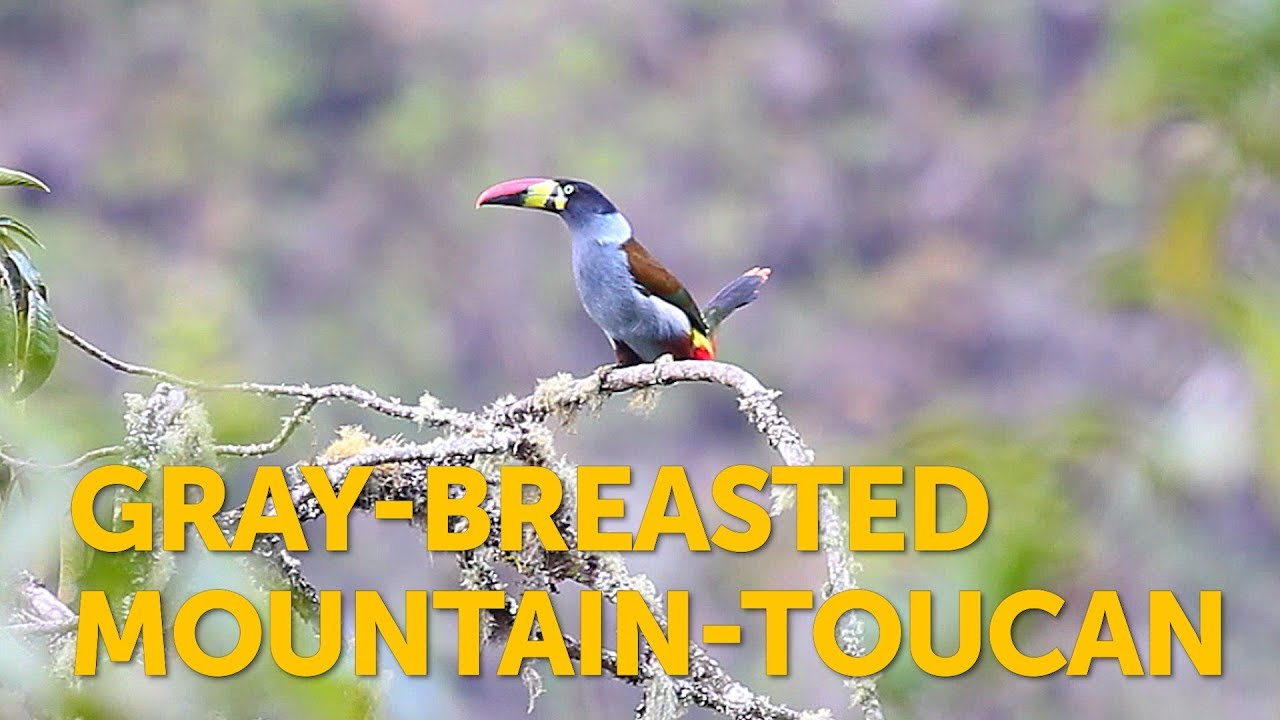 Watch a Gray-breasted Mountain-Toucan in the forest 