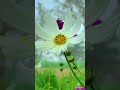 # flowers #beautifull flowers #youtubeshorts #nature
