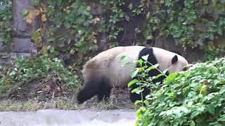 BEIJING ZOO - Panda House