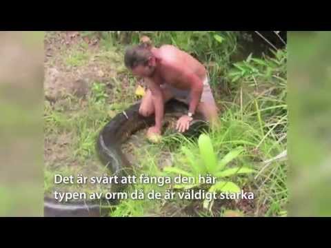 Video: Hur Man Gör En Pärlstav Orm