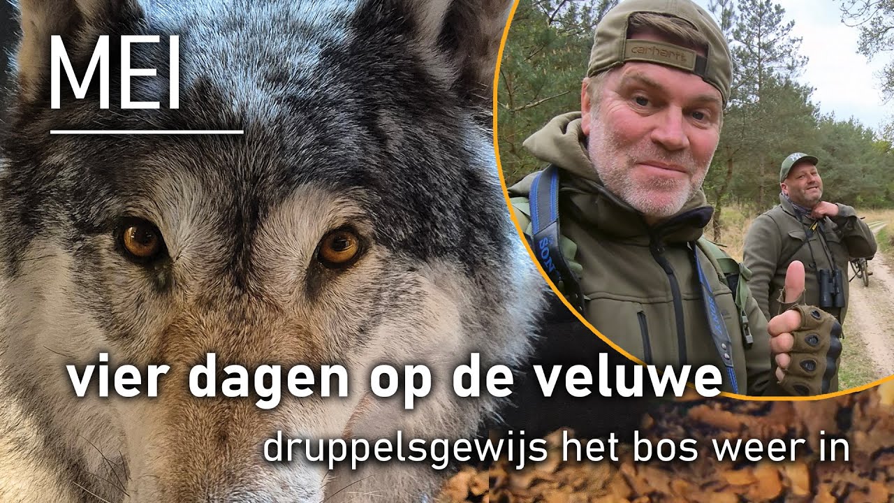 #103 - MEI - vier dagen op de veluwe Afl. 2 - druppelsgewijs het bos weer in