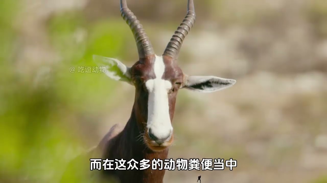 喷瓜、凤仙花、银木果灯草的奇葩播种方式 