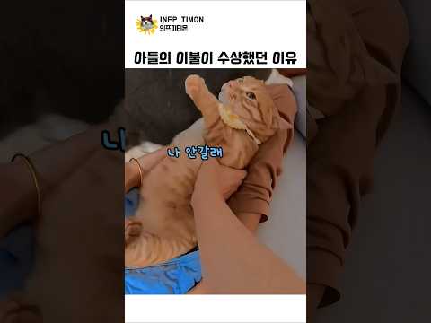 아들의 이불이 수상했던 이유#고양이