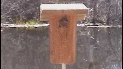 Bluebirds at NestBoxKits.com PVC nestbox   Slideshow