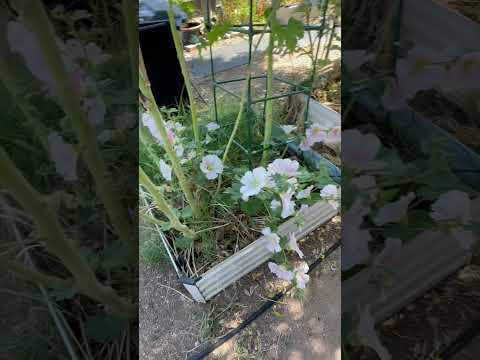 Goodbye my Hollyhocks
